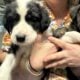 Free puppies