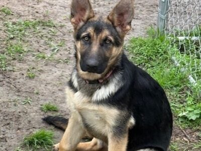 German Shepherd Puppies