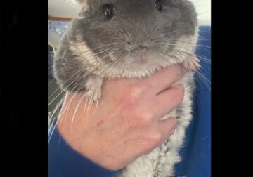 Violet Chinchilla Male Young