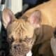 French bulldog Boys
