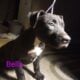 American Bully Standard pups
