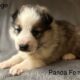 AKC German Shepherds