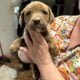 Free puppies