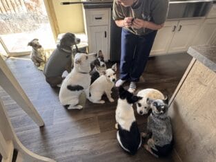 Seeking Family to love, Blue Heeler / Texas Heeler