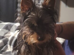 Yorkie terrier girl