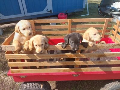 3rd Generation Labs
