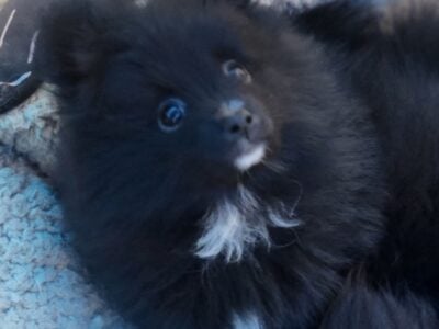 AKC Pomeranian Puppy