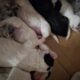 Poochon (miniature Poodle and Bichon) puppiesn)