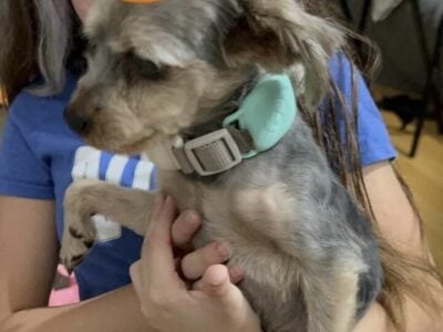 Male CKC/AKC Yorkie for Sale
