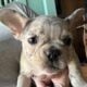 AKC French Bulldog – Merle Girl