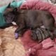 AKC-Females Litter 12/18/24