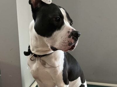 Looking for a new home
