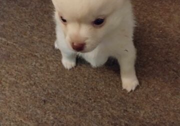 Pomchi Puppies