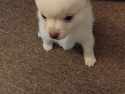 Pomchi Puppies