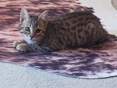 Highlander/Bengals