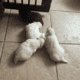 POMERANIANS WHITE 6WKS