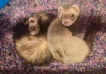 Selling 2 ferret siblings