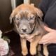 English Mastiff/Austrailan Shepered
