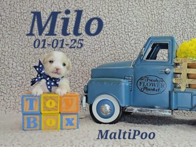 Milo is looking for his FUR’ever family