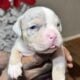 Pocket Bully Puppies For Sell!