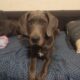 Great dane puppy