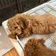 Mini Goldendoodle Puppies