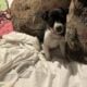11 week old Fox terrier puppies