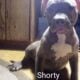 American Bully Standard pups