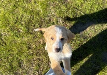 Pyrenees Doodle Puppy