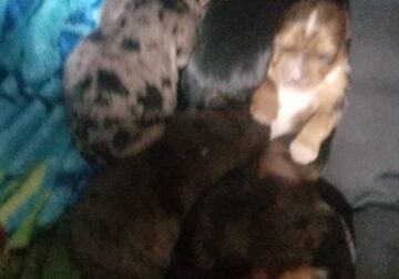 $1500 Yorkie puppies for sale macon Georgia