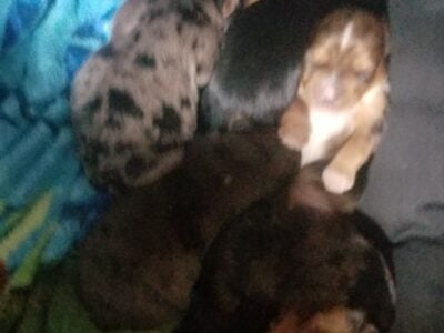 $1500 Yorkie puppies for sale macon Georgia