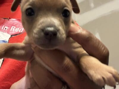 Female Chihuahua 7 weeks