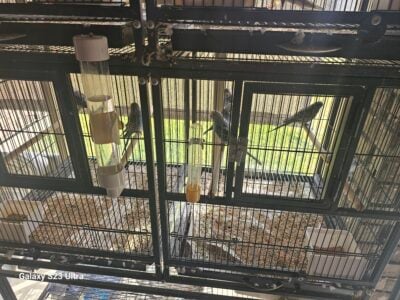 Parakeet
