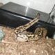 Ball python dessert ghost morph