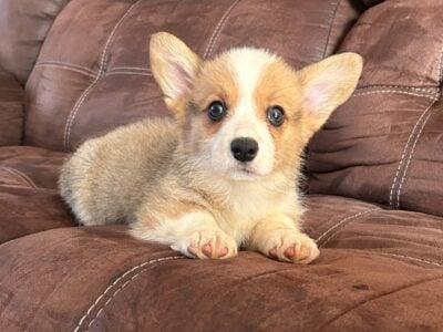 Female Corgi