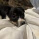 11 week old Fox terrier puppies