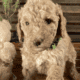 Standard Multi-Gen Labradoodles DNA Screened