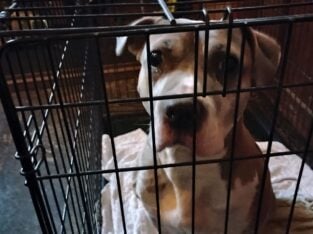 Dog for sale