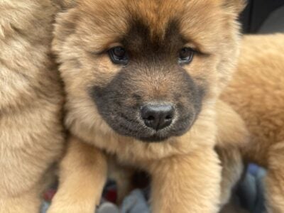 Chow chow puppy