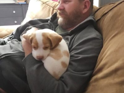 Beautiful Registered Beagle puppy 9weeks for sale