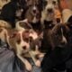 8 adorable puppies