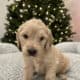 Golden Mountain Doodle Puppies for Sale! 🐶