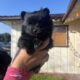 Pomeranian – Shih tzu
