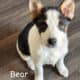 Seeking Family to love, Blue Heeler / Texas Heeler