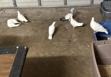 Selling pigeons