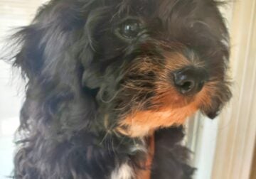 Cockapoo