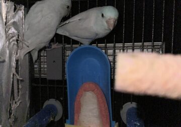 Parrotlets Mating pair