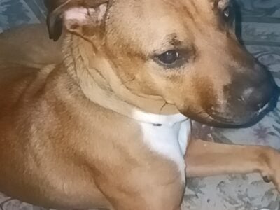 Needs a good home ASAP