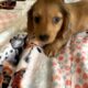 CKC Dachshund Cream Dapple HOLLY