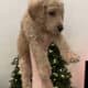 Golden Mountain Doodle Puppies for Sale! 🐶